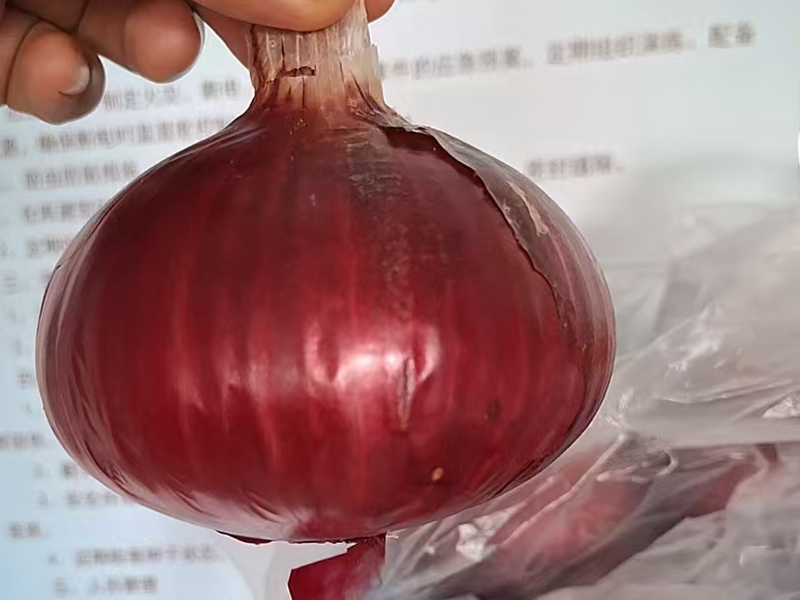宝红早1