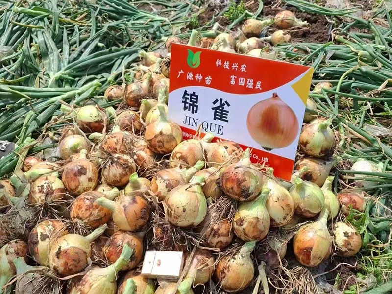锦雀
