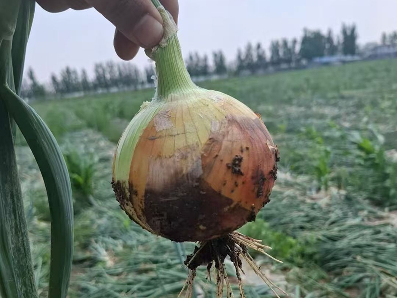福宝